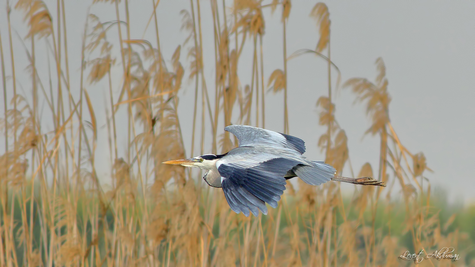 Gray Heron